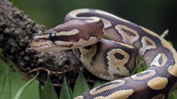 Texas High School Teacher Allegedly Fed Sick Kitten To Classroom Snake: "Isolated Incident"