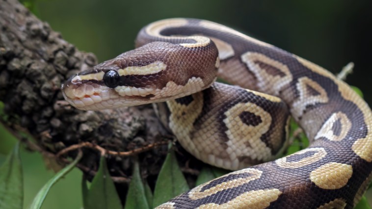 Texas High School Teacher Allegedly Fed Sick Kitten To Classroom Snake: "Isolated Incident"