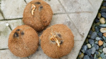 Concerned Bystander Called 911 After Mistaking Coconut For Explosive Device: Report