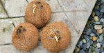 Concerned Bystander Called 911 After Mistaking Coconut For Explosive Device: Report