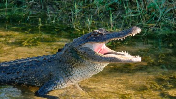 Influencer Under Investigation After Posting Videos Of Himself Wrestling Crocodiles