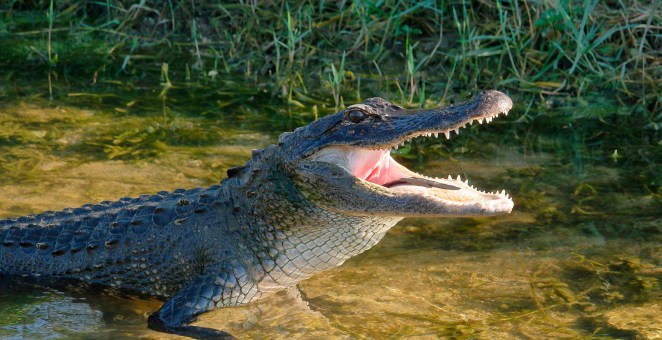 Influencer Under Investigation After Posting Videos Of Himself Wrestling Crocodiles