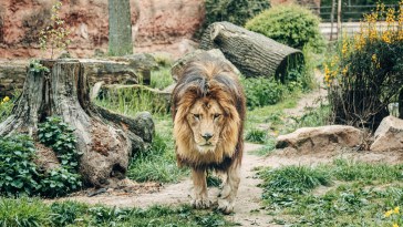 Zookeeper Fatally Injured By Lions As Horrified Guests Watched From Their Cars