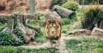 Zookeeper Fatally Injured By Lions As Horrified Guests Watched From Their Cars