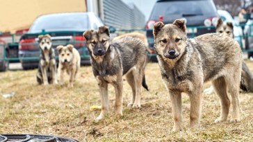 Texas City Residents Fear For Their Children After Pack Of Wild Dogs Spotted Around School Times
