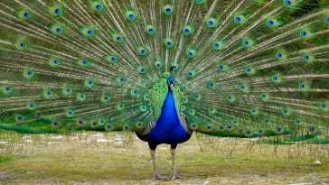 Florida Man Allegedly Killed And Ate His Own Peacock After Row With Neighbor: "Out Of Spite"