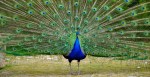 Florida Man Allegedly Killed And Ate His Own Peacock After Row With Neighbor: "Out Of Spite"