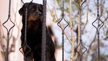 UK Mom Feeds Pet Dogs Chicken Nuggets, Pays With Her Life In Freak Accident