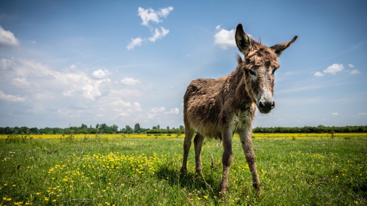 wild donkey shot by an arrow
