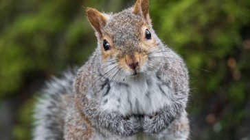 17-Year-Old Teen Dies In Tragic Hunting Accident After Being Mistaken For Squirrel