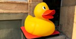 Candy Store Places Thousands Of Rubber Ducks Around Town, Kicking Off Mystery