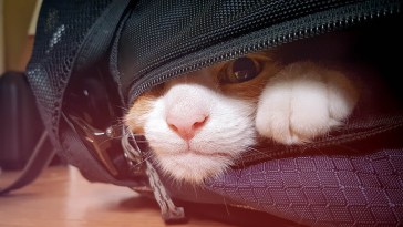 Cat Survives Riding 100 Miles On Top Of Car