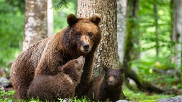 Couple’s New California Home Comes With Special Feature- A Family Of Bears