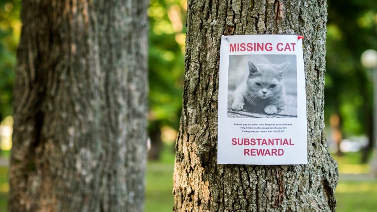 Famed Cat Living At Lowes Has Been Found