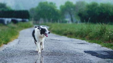 Florida Dog Comes To The Rescue Of Owner After She Took A Tumble