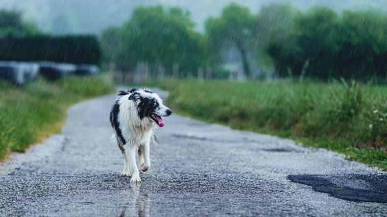 Florida Dog Comes To The Rescue Of Owner After She Took A Tumble