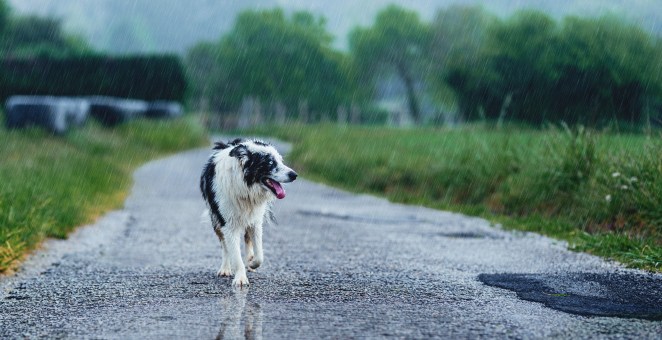 Florida Dog Comes To The Rescue Of Owner After She Took A Tumble