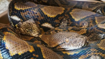 Giant Python Found By In-And-Out Worker
