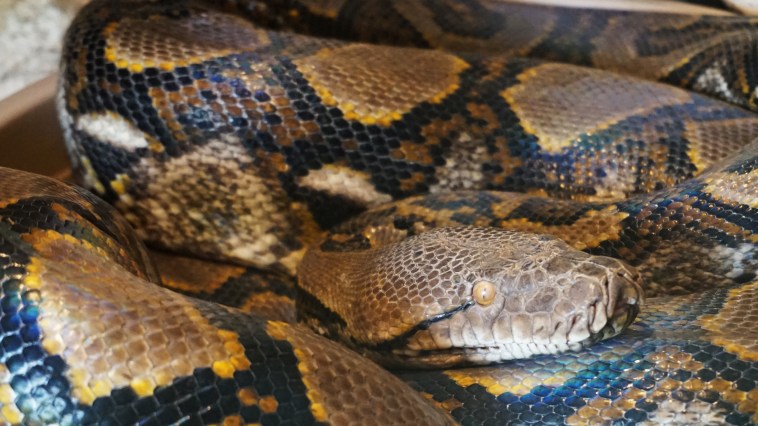 Giant Python Found By In-And-Out Worker