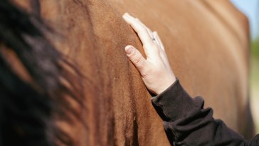 Horse Rescued From Massachusetts Fire, Just To Be Euthanized