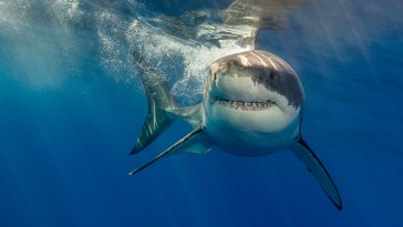 Huge Great White Shark Spotted Just Off The Coast Of Canada