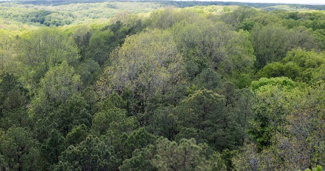 Indiana's Hoosier National Forest