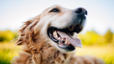 Internet Falls In Love With Kleptomaniac Pup Who Steals Bizarre Household Items To Snuggle