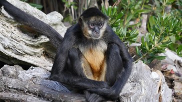 South Carolina Escaped Monkey Captured Thanks To A Cup Of Coffee