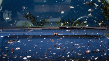 Which Cars Are Birds Most Likely To Target?