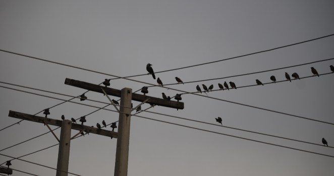 birds on a wire