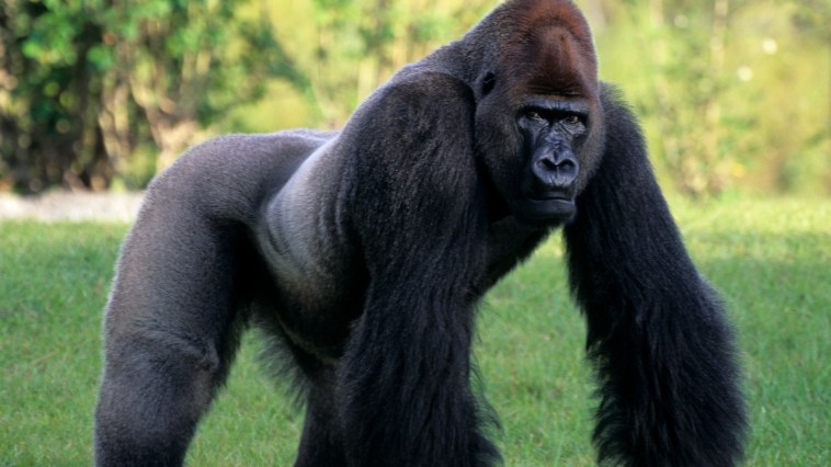 footage captures gorilla cracking glass at San Diego Zoo