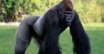 footage captures gorilla cracking glass at San Diego Zoo