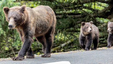 2 Hospitalized In Grizzly Bear Attack On Popular Canada Hiking Trail