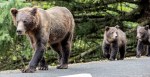 2 Hospitalized In Grizzly Bear Attack On Popular Canada Hiking Trail