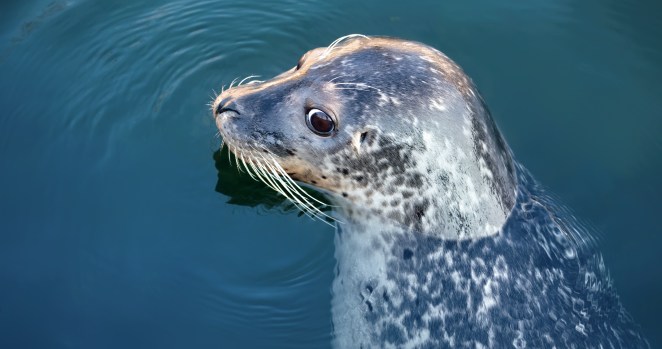 huge great white shark is hunting seals