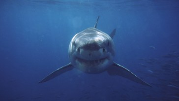 Teen In Critical Condition After Shark Attack While Fishing With Friends: "Deeply Concerned"