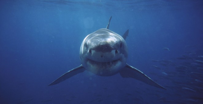 Teen In Critical Condition After Shark Attack While Fishing With Friends: "Deeply Concerned"