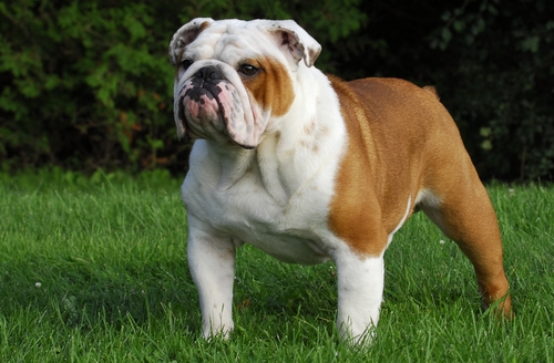 12 adorably cuddly facts about the English Bulldog