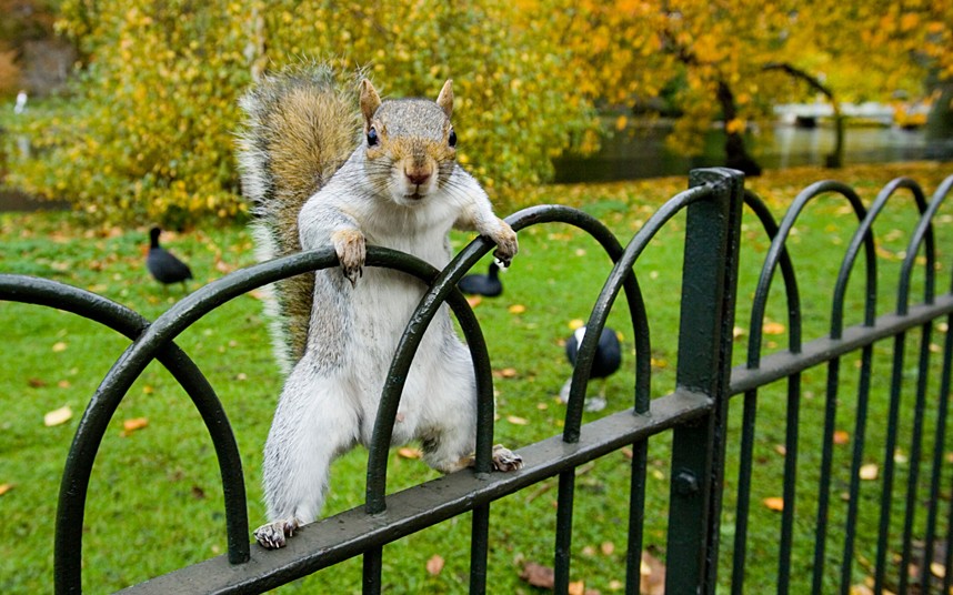 New York Squirrels Are Attacking People For Food Now Rare