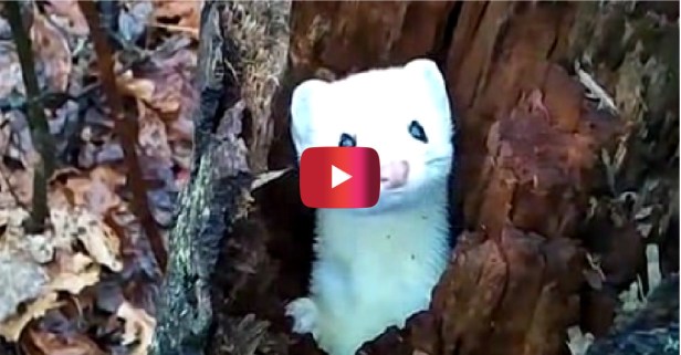This rare woodland critter just popped out to say hello