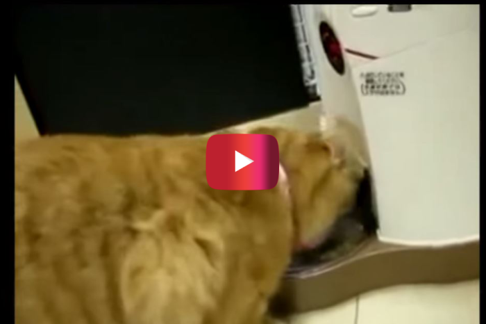 Cat loses its mind when its kitty food timer doesn’t go off