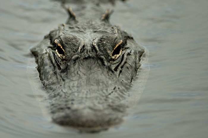 A Florida man went diving for golf balls and came out of the water with an alligator bite