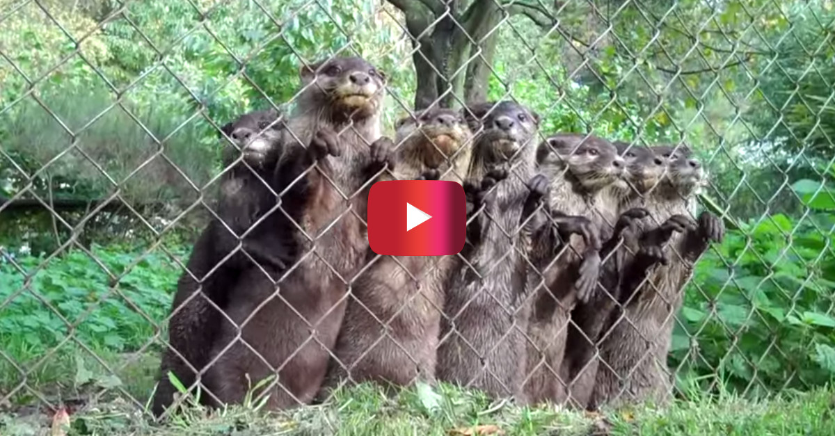 These cute baby otters just want hugs