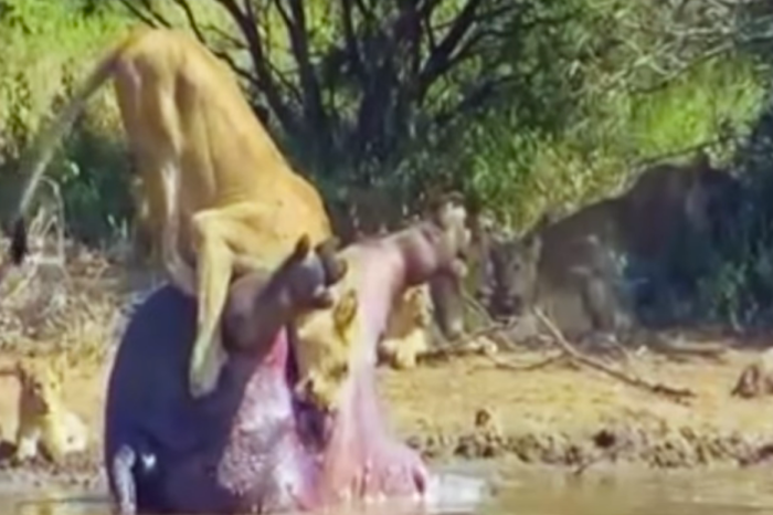 A lioness was in for a big poo-prise when a dead hippo’s butt blew up in her face