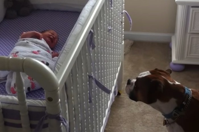 Boxer Dog Keeps Watch Under Newborn’s Crib, Cries When Baby Cries
