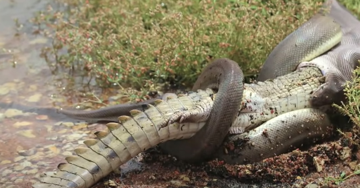 Monster Python Caught on Video Swallowing Crocodile Whole | Rare