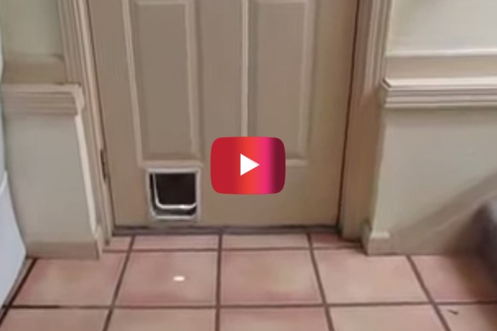 You won’t believe the size of the pooch that fits through a door made for a cat much smaller than her