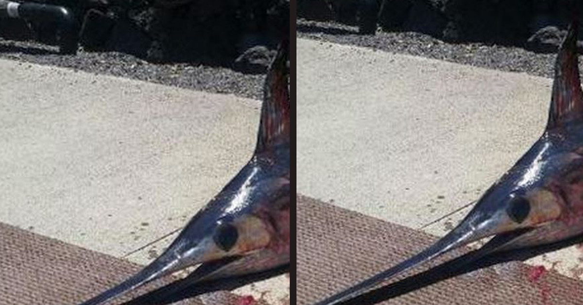 A fisherman is gone after a swordfish did something that almost never