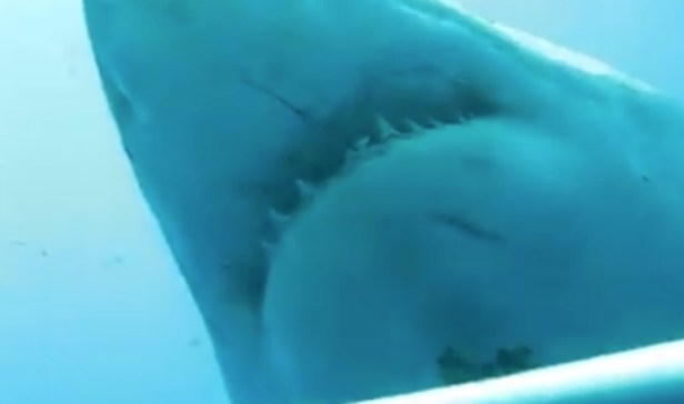 Video footage of a shark estimated to be 50 years-old is being called “the biggest shark ever filmed”