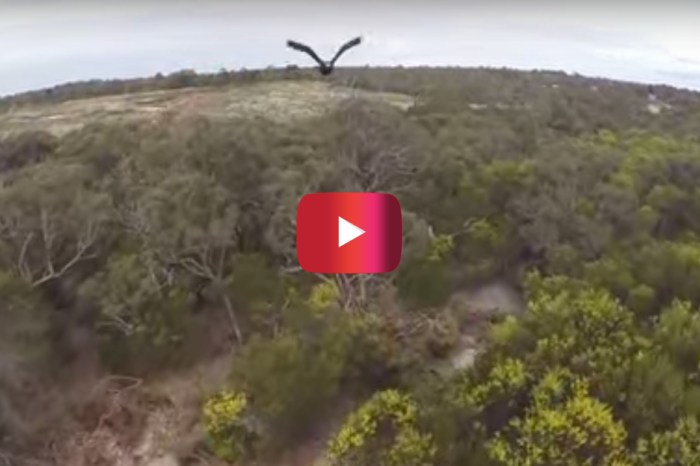 Watch this drone plummet after a preying wedge-tailed eagle said “get outta my sky”